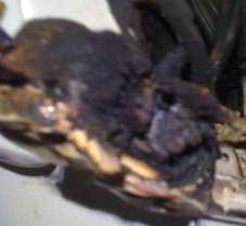 Burnt Electrical Outlet