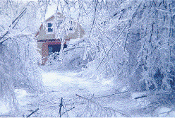 Ice snow on trees and ground